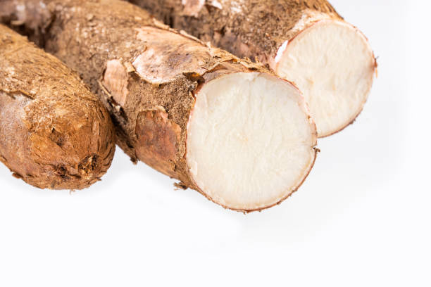 istock Cassava raw tuber - Manihot esculenta 1149815044