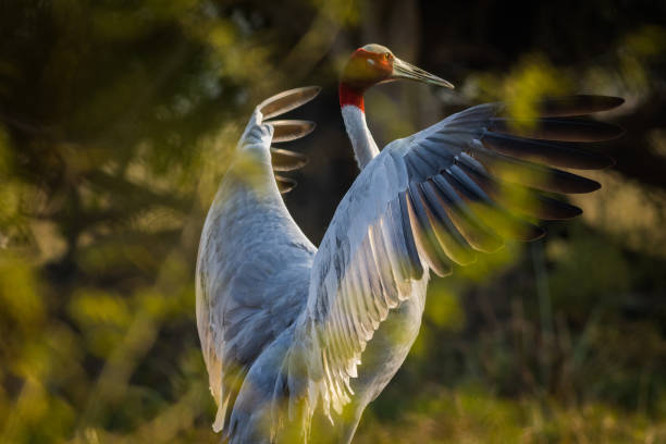 A nature painting and beautiful home decor scenery which is pleasing to eyes created by sarus crane or Grus antigone in early morning hours at keoladeo national park, bharatpur,rajasthan, india A nature painting and beautiful home decor scenery which is pleasing to eyes created by sarus crane or Grus antigone in early morning hours at keoladeo national park, bharatpur,rajasthan, india keoladeo stock pictures, royalty-free photos & images