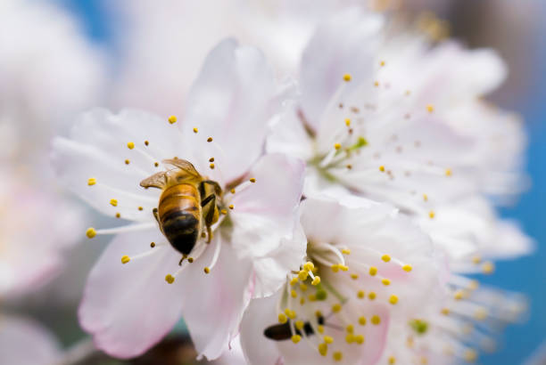 istock honeybee and Cherry Blossom 1149815476