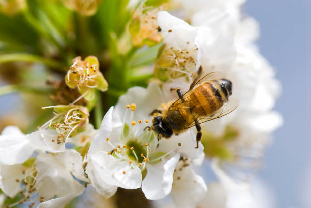 istock Honeybee rested on a white Prunus padus 1149815617
