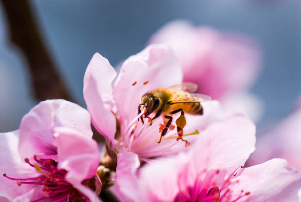 istock Honeybee rested on a pink peach flowers 1149815640