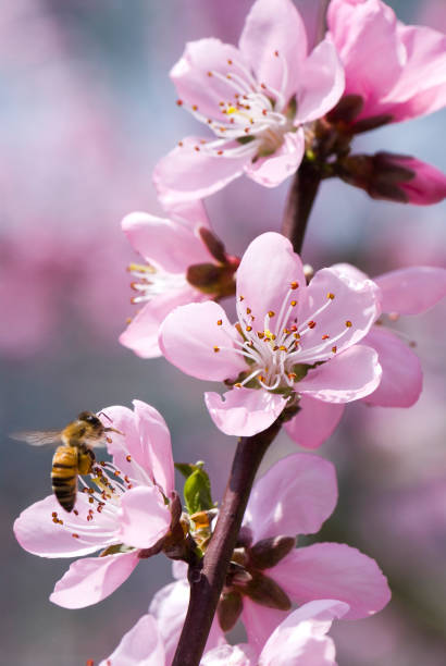 istock Honeybee rested on a pink peach flowers 1149816316
