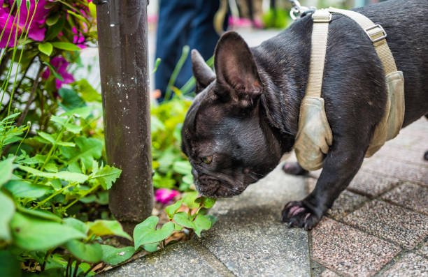 istock Black French bulldog appeared ! 1149816957