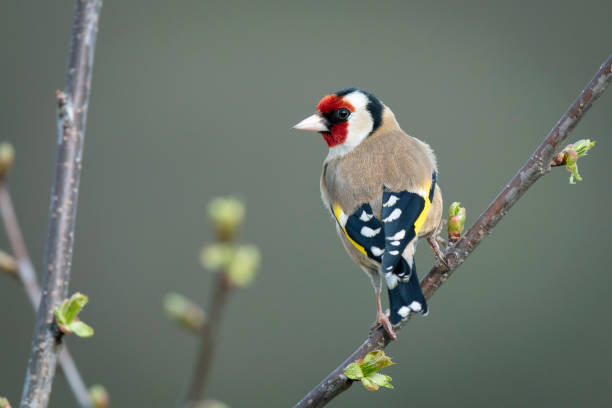 goldfinch (carduelis carduelis) - stieglitz stock-fotos und bilder