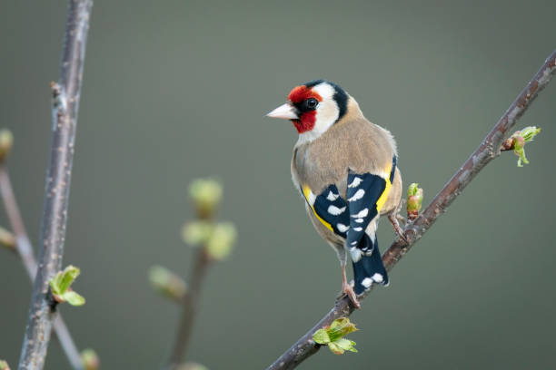 Goldfinch (Carduelis carduelis) Goldfinch perched on a branch, rear view, Durham, UK goldfinch stock pictures, royalty-free photos & images