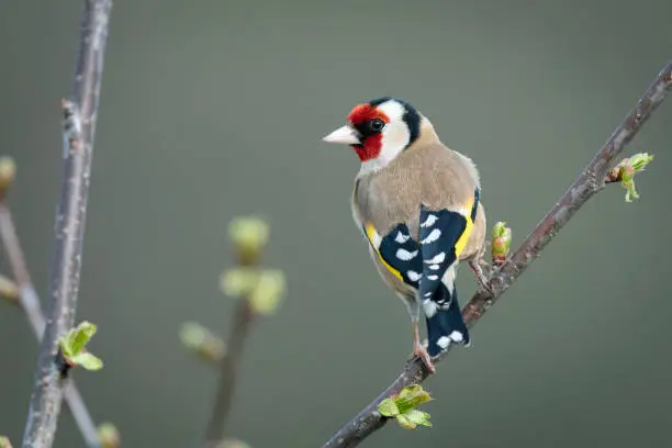 Goldfinch perched on a branch, rear view, Durham, UK