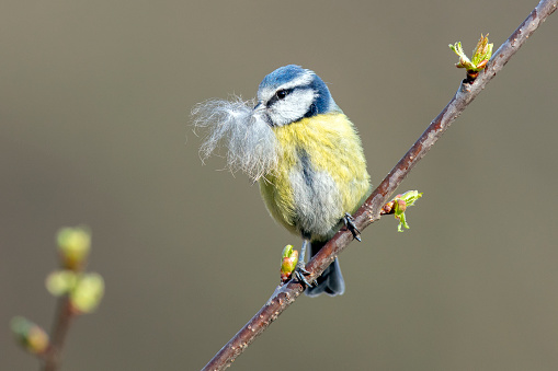 Blue Tit with nesting material, Durham, UK