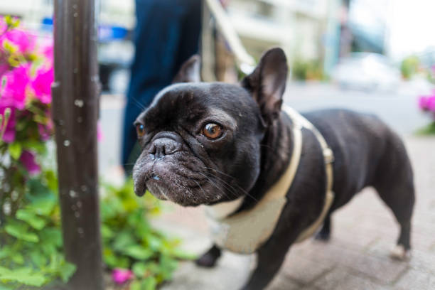 istock Black French bulldog appeared ! 1149819470