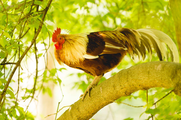 istock Rooster sitting on a tree. Organic farmng concept. 1149820692