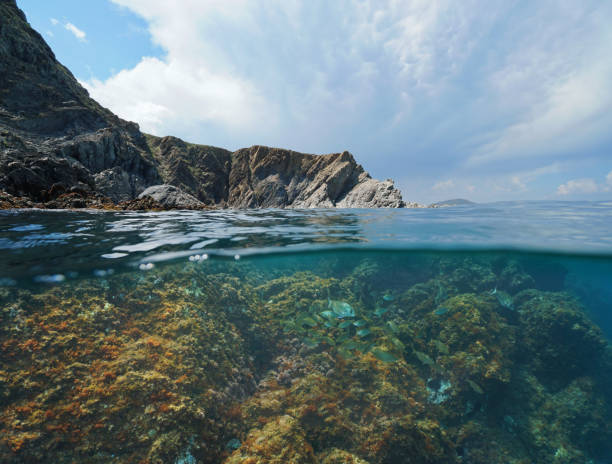 istock Rocky coast and fish underwater Mediterranean sea 1149823701