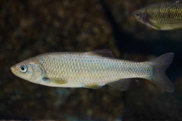 Southern Iberian chub (Squalius pyrenaicus). Southern Iberian chub (Squalius pyrenaicus). Freshwater fish. cypriniformes photos stock pictures, royalty-free photos & images