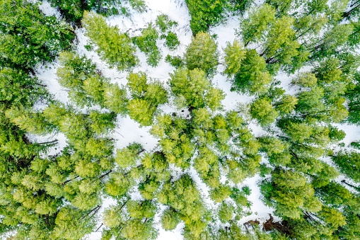 Aerial tree forest in snow