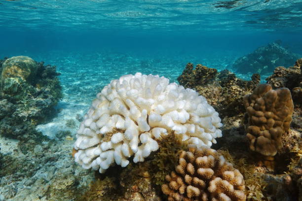 Pocillopora coral bleached El Nino Pacific ocean stock photo