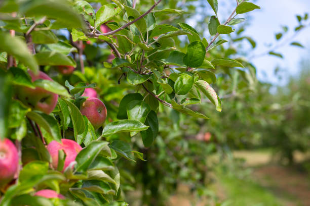 istock Ripe Apples on the Tree on a Sunny Autumn Day 1149828308