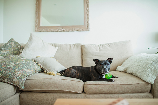 A front view close-up shot of a cute Staffordshire bull terrier, he can be seen lying down on a sofa with a chew toy in a living room.