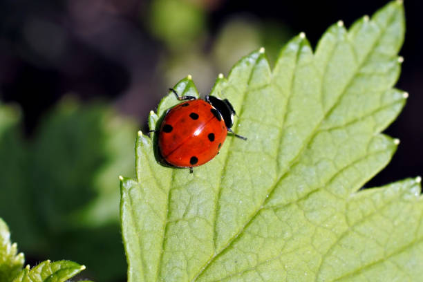 istock red ladybug on a sheet of sunlit 1149828812
