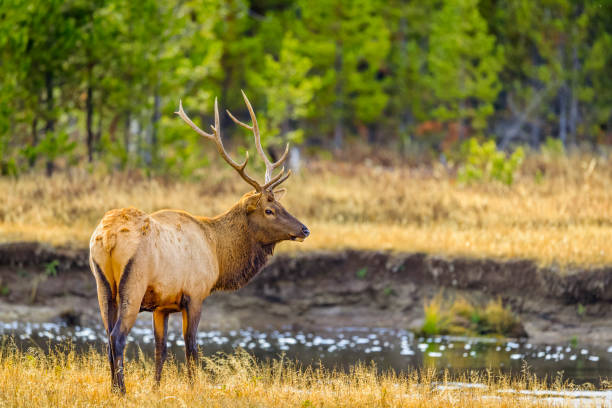 Elk in Yellowstone National Park