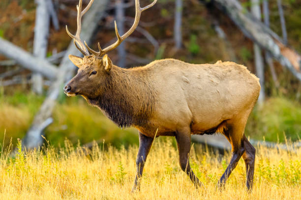 istock Yellowstone National Park in Wyoming 1149829498