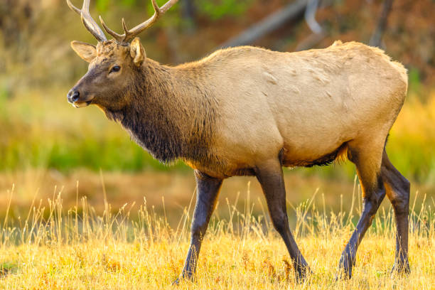 istock Yellowstone National Park in Wyoming 1149829983