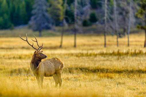 Bull Elk in Yellowstone National Park bugling during rutting season