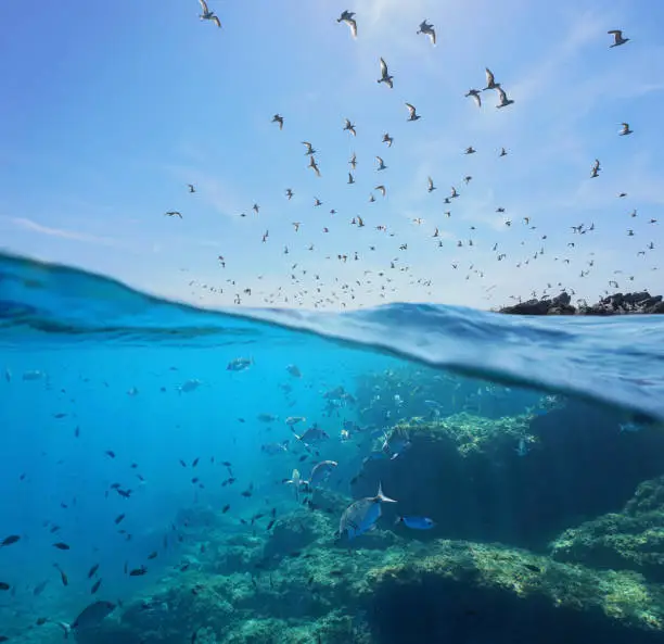 Seabirds (Mediterranean gulls ) flying in the sky and a shoal of fish with rocks underwater sea, split view above and below water surface, Spain, Costa Brava