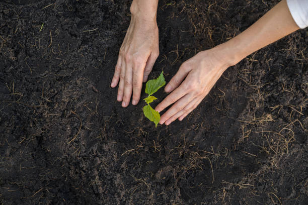 istock Gardener planting seedling in soil 1149832065