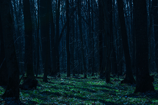 bright green glade in the night forest with densely growing tall trees mysterious atmosphere no one around the concept of halloween and wilderness