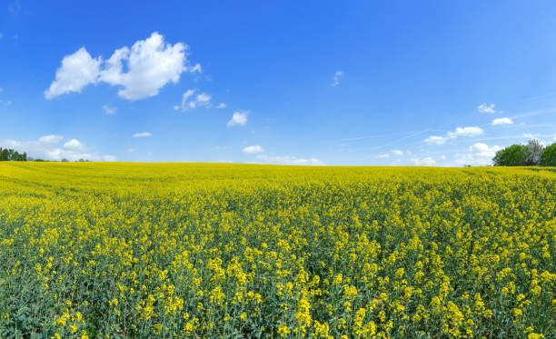 istock Flowering rape field reaching to the horizon 1149835119