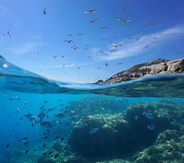 Seabirds in the sky and shoal of fish underwater Seabirds flying in the sky and a shoal of fish with rocks underwater, split view above and below water surface, Mediterranean sea, Spain, Costa Brava, Catalonia mediterranean sea stock pictures, royalty-free photos & images