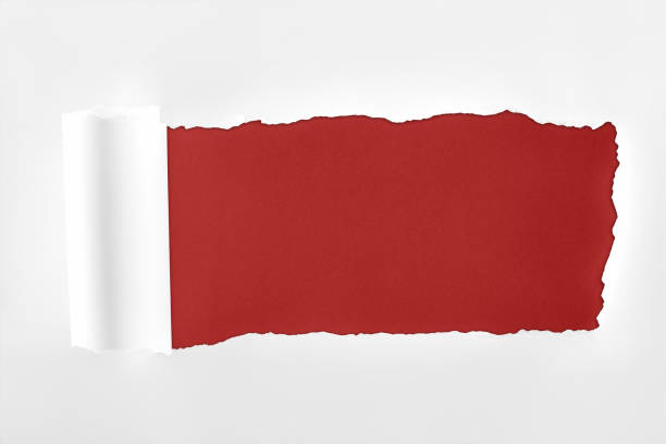 istock ragged textured white paper with rolled edge on burgundy background 1149836580