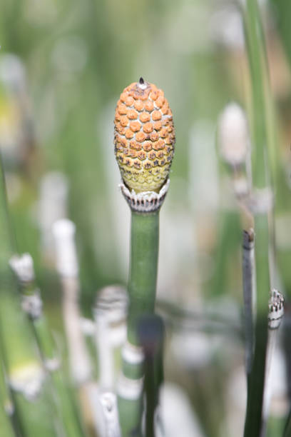 Puzzlegrass Horsetail Fern Macro Puzzlegrass horsetail fern macro plant bloom photography biology botany green spring summer horsetail bamboo stock pictures, royalty-free photos & images