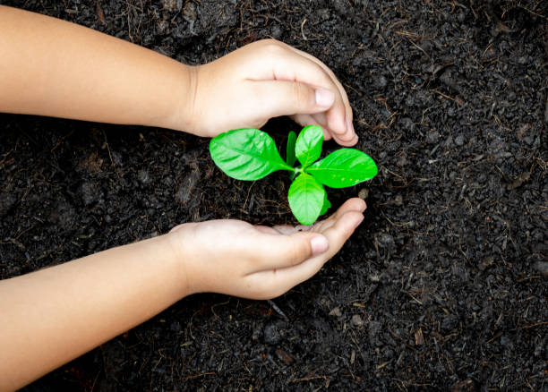 istock Ecology concept child hands holding plant a tree sapling with on ground world environment day 1149839832