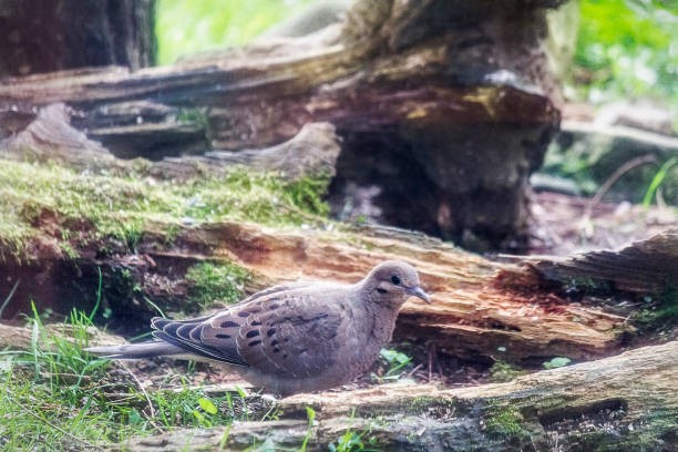 istock Mourning Dove  (Zenaida macroura) on Mossy Logs 1149840155
