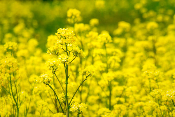 moutarde sauvage (brassica) plante en fleur - mustard flower photos et images de collection