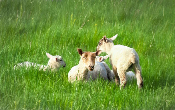 istock Sheep in Pasture - Ewe with Lambs 1149840330