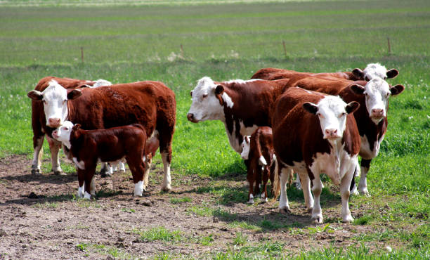 여름 목장에서 헤 리 포드 송아지와 암소 - field hereford cattle domestic cattle usa 뉴스 사진 이미지