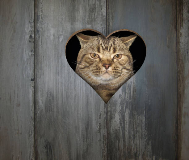 istock Cat behind the fence 2 1149841260