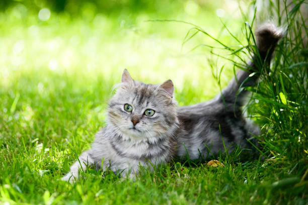 istock grey fluffy silly face cat hunting in grass chasing toy 1149841380