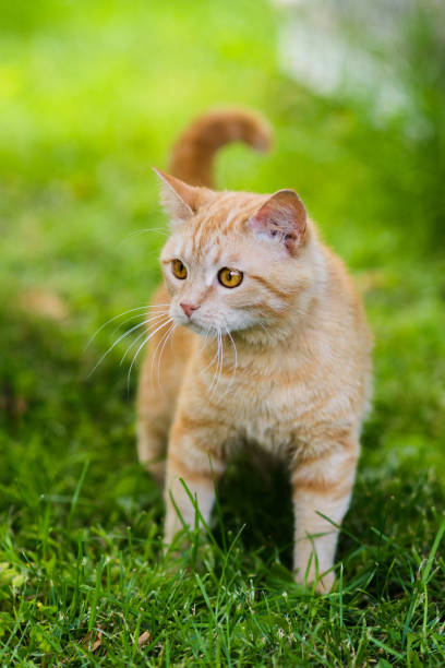 istock Cute red cat hunting in grass chasing bird 1149841394