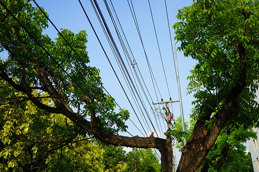 Power Line, Cable, Leaf Vegetable, Steel, Thailand, wire