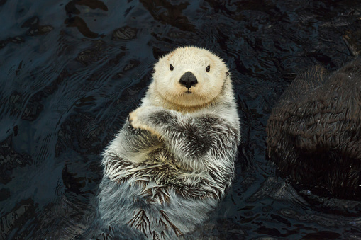 The sea otter (Enhydra lutris) is a marine mammal native to the coasts of the northern and eastern North Pacific Ocean.  Prince William Sound; Alaska; Chugach National Forest;  Nellie Juan-College Fiord Wilderness Study Area; Pacific Ocean; Gulf of Alaska. Ice