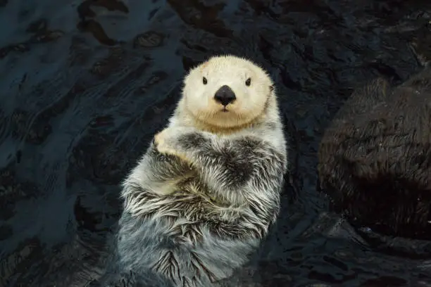 Photo of Sea otter (Enhydra lutris)