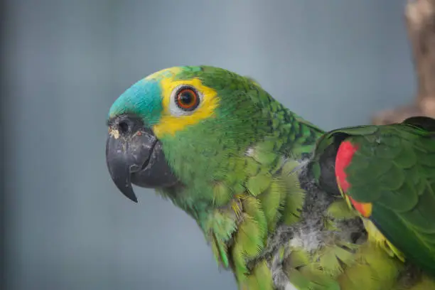 Turquoise-fronted amazon (Amazona aestiva), also known as the blue-fronted parrot.