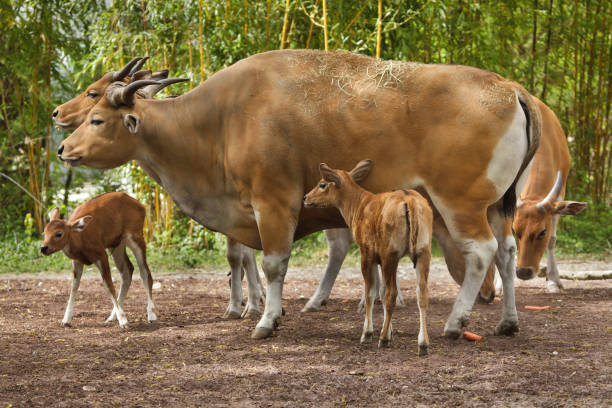 banteng jawa (bos javanicus), juga dikenal sebagai tembadau - sapi bali sapi potret stok, foto, & gambar bebas royalti