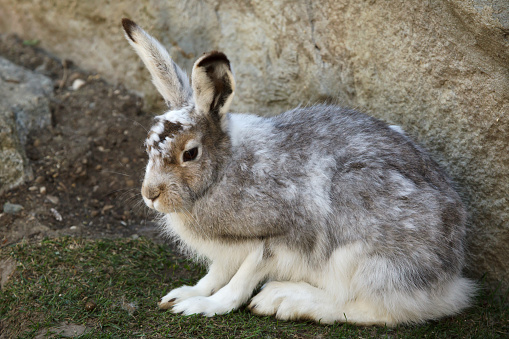 Mountain hare (Lepus timidus), also known as the white hare.