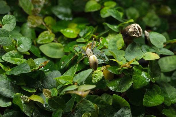 istock Malagasy green lynx spider (Peucetia madagascariensis). 1149846216