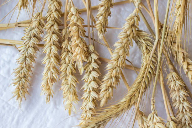istock Spikelets of wheat on a white background. Top view 1149849824