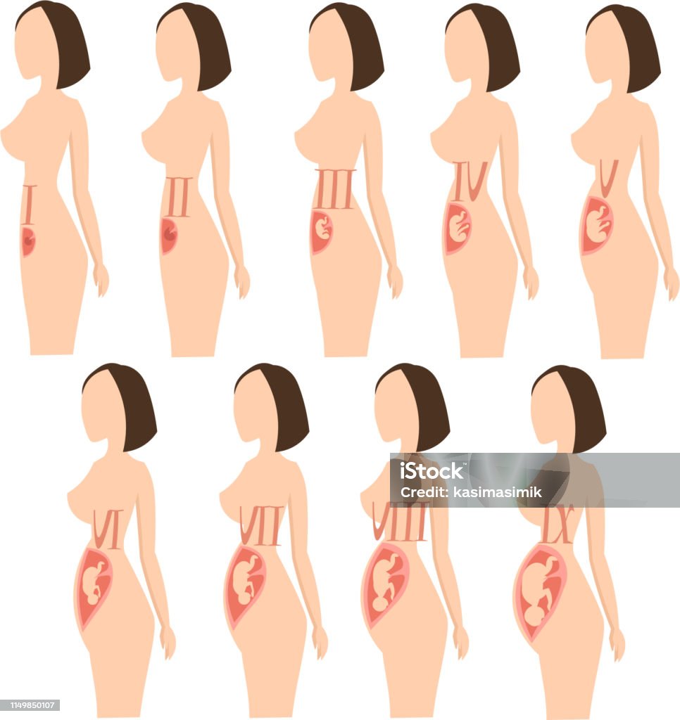 Sự Tăng Trưởng Và Phát Triển Của Thai Nhi Trong Khi Mang Thai Hình ...