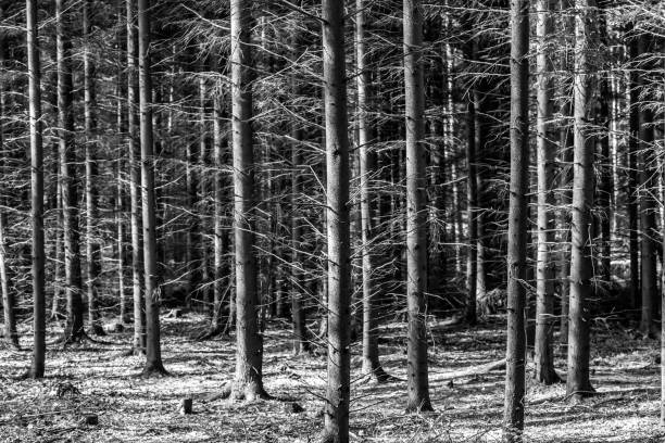 Pine tress in the forest during spring season in a monochrome image