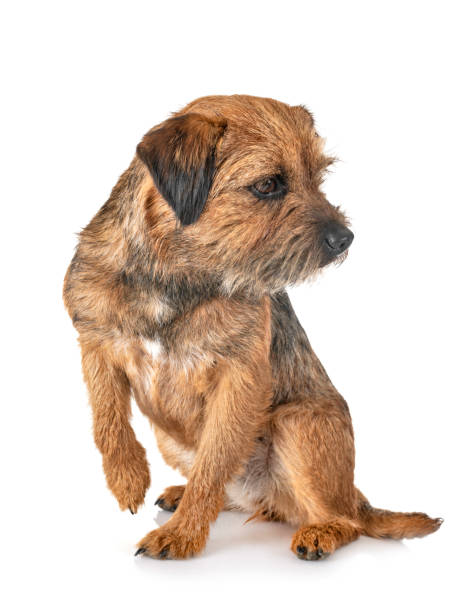 border terrier border terrier in front of white background border terrier stock pictures, royalty-free photos & images